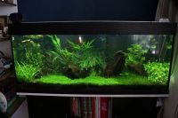 Лот: 10307665. Фото: 2. 5 штук креветки блю дрим Blue... Аквариумистика