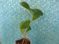 Лот: 4330522. Фото: 2. Хойя-Hoya mindorensis orange-5... Комнатные растения и уход