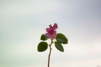 Лот: 17999395. Фото: 6. Nikon Lens Series E 50mm 1.8