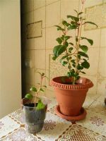 Лот: 1142856. Фото: 2. Фуксия Ballet Girl, молодое растение... Комнатные растения и уход