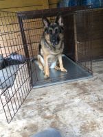 Лот: 18115412. Фото: 3. Клетка для собак №6 металлический... Растения и животные