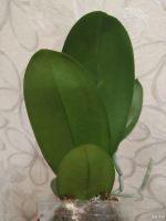 Лот: 17827733. Фото: 6. Орхидея Фаленопсис(261)Formosa...