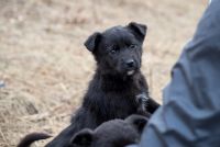 Лот: 10571248. Фото: 2. Щенки ищат дом!!!. Животные и уход