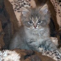Лот: 11692237. Фото: 3. котёнок. Растения и животные