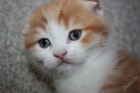 Лот: 2392678. Фото: 3. Шотландский вислоухий рыженький... Растения и животные