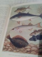 Лот: 3482141. Фото: 4. Настольная книга рыболова- спортсмена... Красноярск