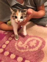 Лот: 10299636. Фото: 3. Котята. Растения и животные