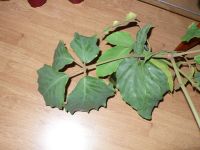 Лот: 1923749. Фото: 3. тетрастигма лиана. Растения и животные