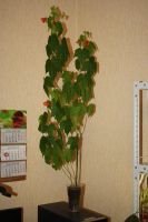 Лот: 5066929. Фото: 3. Абутилон Селло № 5 (комнатный... Растения и животные