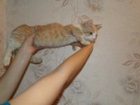 Лот: 3600272. Фото: 2. Манчкин рыжий парень. Животные и уход