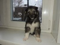 Лот: 2433929. Фото: 2. Щенки) Мальчики и девочки, СМОТ... Животные и уход