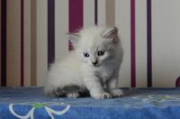 Лот: 6599368. Фото: 2. Невские маскарадные котята. Животные и уход