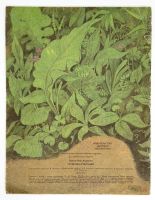 Лот: 25191164. Фото: 9. 📗 И. А. Крылов. Стрекоза и Муравей...