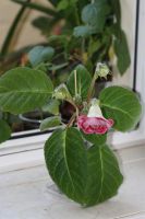 Лот: 3103736. Фото: 2. Глоксиния 50 (цветущая). Комнатные растения и уход