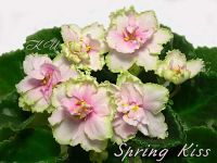 Лот: 4152624. Фото: 2. Лист фиалки Spring Kiss (Sorano... Комнатные растения и уход