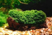 Лот: 13352789. Фото: 4. Мох Риккардия (Riccardia graeffe... Красноярск