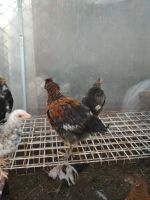 Лот: 10213473. Фото: 3. петушок молодой. Растения и животные