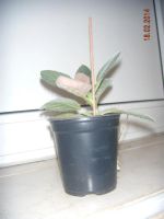 Лот: 3744829. Фото: 2. Глоксиния. Комнатные растения и уход