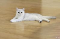 Лот: 10338546. Фото: 5. Продам британского котенка - девочка...