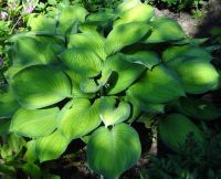 Лот: 4160819. Фото: 2. хоста 'Голд Стандарт' (hosta Gold... Семена, рассада, садовые растения