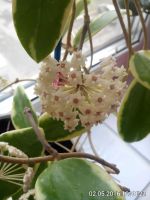 Лот: 10071966. Фото: 5. хойя (verticillata (acuta, parasitica...