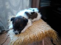 Лот: 12773001. Фото: 6. Щенок