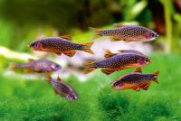 Лот: 16204878. Фото: 2. Микрорасбора Галактика (Danio... Аквариумистика
