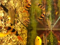 Лот: 15822689. Фото: 4. Боция клоун (Botia macracanthus... Красноярск