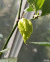 Лот: 12090826. Фото: 4. Плод перца Carolina Reaper (Каролина...