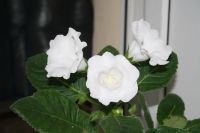 Лот: 4108553. Фото: 3. Белая глоксиния (в горшке). Растения и животные