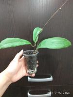 Лот: 11578048. Фото: 5. хойя (Hoya sp. Kast (EPC-934))
