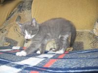 Лот: 3654321. Фото: 5. _*Котята*_
