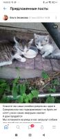Лот: 25548025. Фото: 5. Котёнок