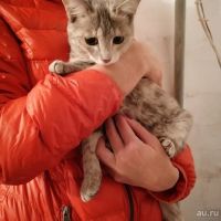 Лот: 13680054. Фото: 4. кошечка 3 или 4 мес. Красноярск
