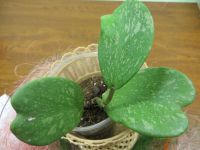 Лот: 4229667. Фото: 2. Хойя /Hoya kerrii spotted leaves. Комнатные растения и уход
