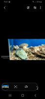 Лот: 17134739. Фото: 3. аквариум 100 литров. Растения и животные