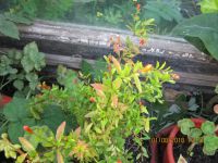 Лот: 10085597. Фото: 2. гранат плодоносящий цветет!!!. Комнатные растения и уход