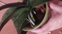 Лот: 18185332. Фото: 3. Орхидея Фаленопсис капучино. Растения и животные