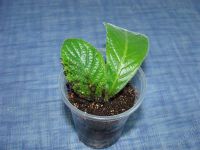 Лот: 1953422. Фото: 2. Стрептокарпус Bristol’s Party... Комнатные растения и уход