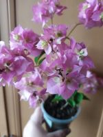 Лот: 20865837. Фото: 2. Бугенвиллия махровая Double Pink. Комнатные растения и уход