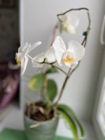 Лот: 15313371. Фото: 7. Орхидея