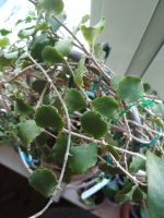 Лот: 5960253. Фото: 6. Хойя каньякумаринская./Hoya kanyakumariana