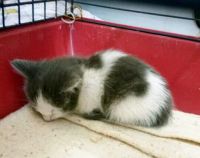 Лот: 11643893. Фото: 2. Кошечка, 1 месяц. Животные и уход