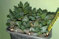 Лот: 19314101. Фото: 2. сортовая Хавортия Haworthia mutica. Комнатные растения и уход