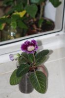 Лот: 3123536. Фото: 3. Глоксиния 11. Растения и животные