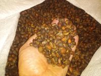 Лот: 18279069. Фото: 2. Орех кедровый, урожай 2022 года... Продукты