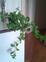 Лот: 3877536. Фото: 2. Петуния по типу сурфиния Diamond... Комнатные растения и уход