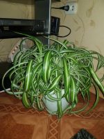 Лот: 20663723. Фото: 2. Хлорофитум. Комнатные растения и уход