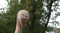 Лот: 22390675. Фото: 6. Карликовый африканский ежонок...