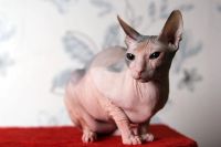 Лот: 3459275. Фото: 5. Кошечка Донской сфинкс